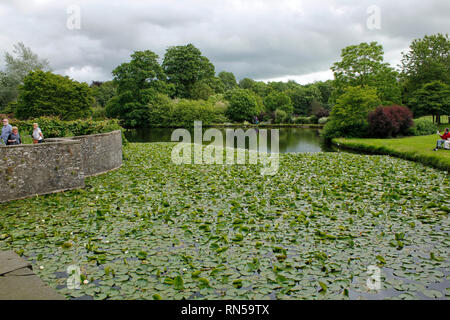 Seerosen an sizergh Schloss, Cumbria, England, Vereinigtes Königreich Stockfoto