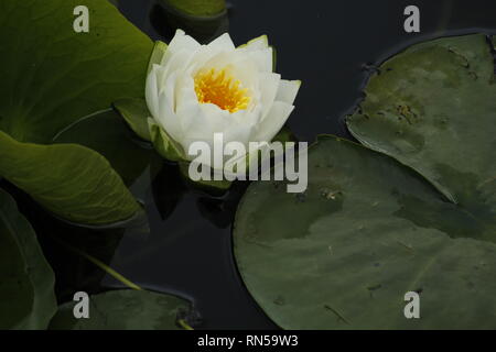 Sizergh Seerose, Cumbria, England, Vereinigtes Königreich Stockfoto