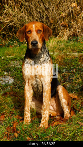 Fox Hounds gut benommen und Suchen nette Stockfoto