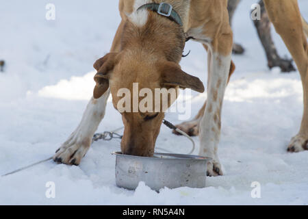 Alaskan Husky @ Schlittenhunderennen, Tschechische Republik Stockfoto