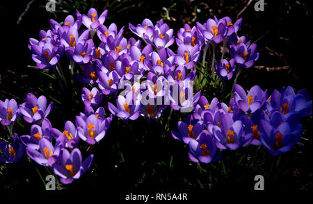 Crocus wächst auf dem Rücken in Cambridge, England, UK. 14 Feb 2019 Crocus ist eine Gattung von Blütenpflanzen in der iris Familie bestehend aus 90 Arten von Pro Stockfoto