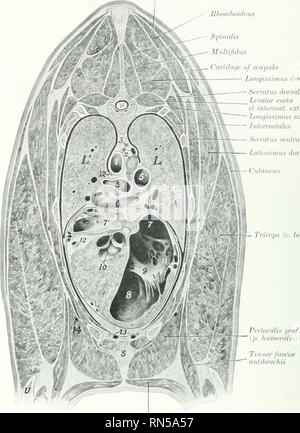 . Die Anatomie der Haustiere. Veterinär Anatomie. 528 DIE ATMUNGSORGANE DES PFERDES Trapezius Rlioiiihuideus Sjyimilis MuUifidus Knorpel von schulterblatt Longissiinus dorsi SiTralus dmsalis Levaltyr costw ft intcrcosl. Cxt. Longissiinus costarum? Intercostales Srn-aliis vimtralis'^ (i/isniinus dorsi^ ildncus. Trizeps (e.) lonijum Peeltiralis superjicialis Transversa) (s. Abb. 470.-Abschnitt des Thor. x des Pferdes. Der Abschnitt ist in schräger Richtung entsprechende mit der Wirbelsäule der Scapula. Es schneidet den Körper des Siebten thorakale vertebrte und das siebte Rippe dorsal und Fou Stockfoto