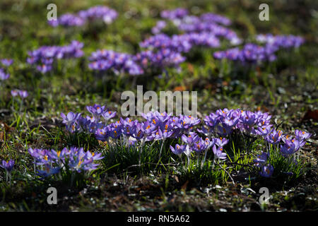 Crocus wächst auf dem Rücken in Cambridge, England, UK. 14 Feb 2019 Crocus ist eine Gattung von Blütenpflanzen in der iris Familie bestehend aus 90 Arten von Pro Stockfoto