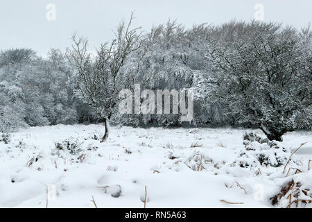 Winter Wonderland in Dartmoor National Park Stockfoto