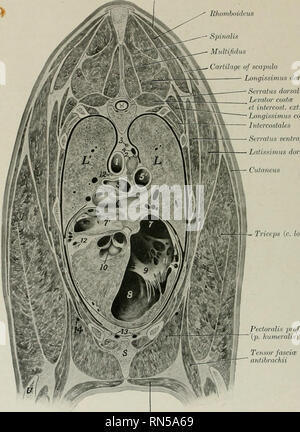 . Die Anatomie der Haustiere. Veterinär Anatomie. 528 DIE ATMUNGSORGANE DES PFERDES Trapezius Rhomboideus Spintilis Multifidus Knorpel von schulterblatt Longissimus dorsi Serratus dorsalis Levator costce intercost. Ext. Longissimus costarnm Inlercostales Serratus ventrolis Latissimus dorsi. Trizeps (c) longuni Pectoralis superficialis {s. Transversa) Abb. 470.- Sectiox von Thor.vx von Pferd. Der Abschnitt ist in schräger Richtung entsprechende witli die Wirbelsäule der Scapula. Es schneidet den Körper des Siebten thorakale vertebrse und das siebte Rippe dorsal und die vierte Rippe und seine carti Stockfoto