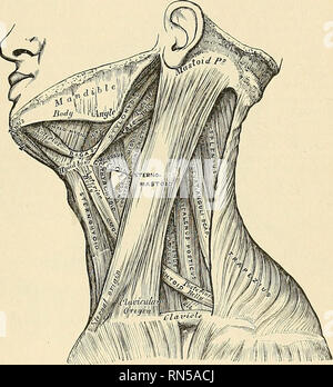 . Anatomie, beschreibende und angewendet werden. Anatomie. Die SUPEB. FICIA L CER VIVA L REGION .385 der Halswirbel, mislit erweitern in Richtung der hinteren und seitlichen Teil des Halses und der Punkt in dieser Situation, oder ertorate inifjht]) Diese Schicht von Stoßfänger und dem Pharyngeal Faszie und Punkt in den Pharynx {riiropharyngcal ahsccss). In Fällen, in der Kehle die zervikalen fascia ist von großer Bedeutung. Wenn die v> ound umfasst nur die oberflächliche Schicht der Schädigung in der Regel trivial, die einzige besondere Gefahr, Schädigung des externen Vena jugularis, und die einzige besondere Komplikation, Diff Stockfoto