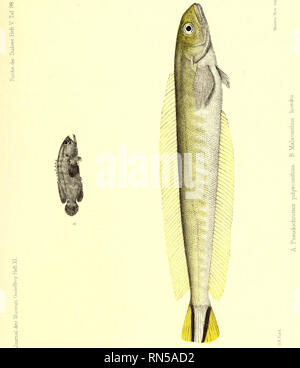 . Andrew Garrett's Fische der Südsee. Fische, Fische; Natural History. . Bitte beachten Sie, dass diese Bilder sind von der gescannten Seite Bilder, die digital für die Lesbarkeit verbessert haben mögen - Färbung und Aussehen dieser Abbildungen können nicht perfekt dem Original ähneln. extrahiert. Garrett, Andrew; Günther, Albert C. L.G.(Albert Carl Ludwig Gotthilf), 1830-1914; Ford, G.H.(George Henry), 1809-1876, krank; Bibliothek des Kongresses, der ehemalige Besitzer. DSI. Hamburg: L. Friederichsen &Amp; Co. Stockfoto