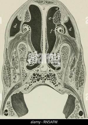 . Die Anatomie der Haustiere. Veterinär Anatomie. Abb. 451.- Besetzung von Links Nostbil. Nasale Divertikel, und nasale Vestibül von Pferd; Dorsalansicht. N, Nasenloch; U, divertikel; 1, super-; von nasenloch: 2, inf Com - 3, die von den alar Falten; 4, Groove besetzt durch dorsale turbinate Falten; 5, dorsalen Urinarius. Abb. 452.- Querschnitt der nasalen Region Pferd. Der Abschnitt ist etwa zwei Zoll (5 cm) hinter der Nase und etwas mehr als einen Zentimeter hinter der labialen Commissure, a, Dorsalen Meatus urinarius; b, Mitte; c, ventralen Meatus; d, Taucher - ticulum Nasi; e, Dorsalen turbinate fol Stockfoto