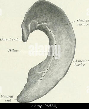 . Die Anatomie der Haustiere. Veterinär Anatomie. Oberfläche Ventralen eiid. Ventrale ende FiQ. 448.-Sp ViSCEHAI. SHRFA Abb. 447.- Milz von Hund; parietalen Oberfläche. Abb. 447 wird von Themen, in denen der Magen w, ^s, v Während die Orgel in der Abb. gezeigt. 448 wurde in situ fixiert, wenn der Magen etwas Nahrung enthalten. Die seitliche sind gut entwickelt, aber die linke seitliche und falciform sind klein; ein Band reicht von "spigelschen Prozess auf der rechten Niere. Die bauchspeicheldrüse Die Bauchspeicheldrüse ist V-förmig, bestehend aus zwei lange schmale Zweigniederlassungen, die in einem spitzen Winkel hinter dem pylorus erfüllen. Der rechte Ast e Stockfoto