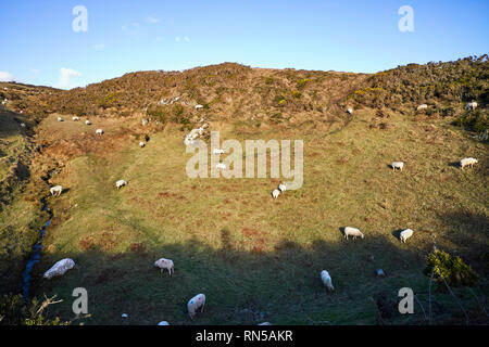 Schafe auf einer Manx hang Teil im Schatten Teil in der Sonne an einem Wintertag Stockfoto