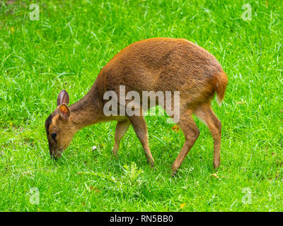 Muntjac essen Gras Stockfoto