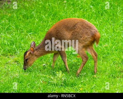 Muntjac essen Gras Stockfoto