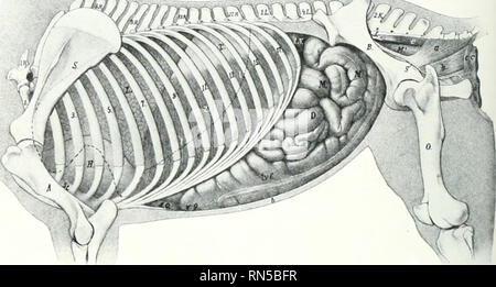 . Die Anatomie der Haustiere. Veterinär Anatomie. 420 VERDAUUNGSSYSTEM DES PFERDES der erste Teil der tkiodenum eng mit der Leber und dem rechten dorsalen Teil der, Doppelpunkt, der Rest ist etwas weniger eng, indem Sie es an der Basis der kitlney ccecum und rechts befestigt, der sublumbar Muskeln, und (Mehr), um die Anschlußklemme Teil der großen doppelpunkt und der ersten jjart der kleinen Doppelpunkt.' Der Mesenterialen teil, oder jejimo - ileum, wurde konventionell in das Jejunum und Ileum unterteilt, aber keine eindeutigen Punkt existiert, bei der die demarca- zu machen. Awit die Pe] Ition von t Stockfoto