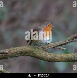 Rotkehlchen, Erithacus rubecula, Stockfoto