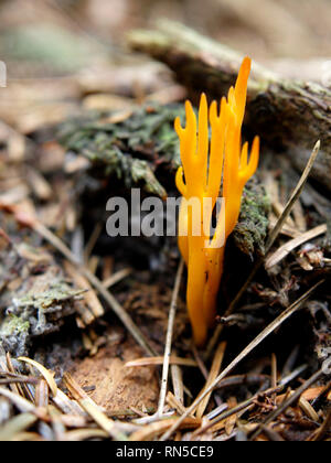 Stagshorn Calocera viscosa, Gelb, ein Gelee Pilz, Mitglied der Dacrymycetales Reihenfolge der Pilze. Großbritannien Stockfoto