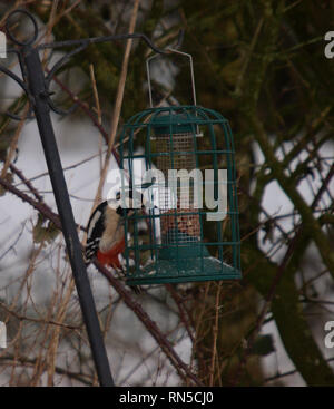 Buntspecht, Dendrocopus Major auf eine Vogelzufuhr bei Schneewetter, Cornwall, Großbritannien Stockfoto