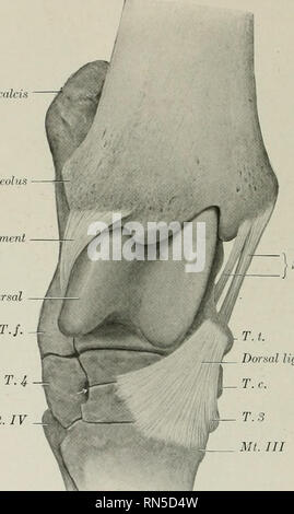 . Die Anatomie der Haustiere. Veterinär Anatomie. 242 die Gelenke des Pferdes vor dem distalen tuberosity auf der medialen Seite des Nervus tibialis Fußwurzelknochen, und breitet sich aus, die auf dem zentral- und Dritten Fußwurzelknochen und der proximalen Ende der Großen und Kleinen äußeren Mittelfußknochen, auf die/den er angeschlossen ist. Spezielle Bänder. - eine erhebliche Anzahl von kurzen Bands, die angrenzenden Knochen des Tarsus und Metatarsus verbinden, sind von verschiedenen Autoren beschrieben; einige von diesen sind ganz unterschiedliche; andere sind schwer zu isolieren. Die meisten von ihnen sind nicht von ausreichender Bedeutung jus Stockfoto