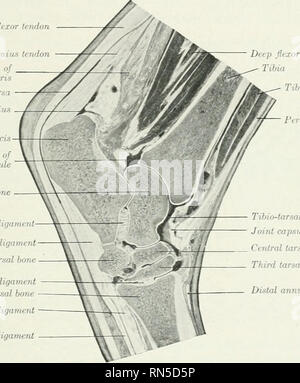 . Die Anatomie der Haustiere. Veterinär Anatomie. Die HOCK JOIXT 243 auf der Schienbeinkopf durch plantare und interosseous (astragalo - seaphoid) Bänder, und der fibular tarsal durch einen kurzen Oblique (calcaneo-karpalknochen) Band befestigt. Die vierte ist die fibular tarsal durch interosseous und plantar cuboidi icalcaneo-Bänder. Die ersten und zweiten tarsals ifuswli mit der fibular tarsal durch eine plantare (calcaneo-cunean) Ligament verbunden sind. (4) Der distalen Fußwurzelknochen sind wnth der hintermittelfuss von tarso - mittelfußknochen Bänder, die nicht von der gemeinsamen Bänder unterschiedliche angeschlossen sind, außer Stockfoto