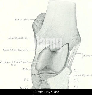 . Die Anatomie der Haustiere. Veterinär Anatomie. 242 die Gelenke des Pferdes vor dem distalen tuberosity auf der medialen Seite des Nervus tibialis Fußwurzelknochen, und breitet sich aus, die auf dem zentral- und Dritten Fußwurzelknochen und der proximalen Ende der Großen und Kleinen äußeren Mittelfußknochen, auf die/den er angeschlossen ist. Spezielle Bänder. - eine erhebliche Anzahl von kurzen Bands, die angrenzenden Knochen des Tarsus und Metatarsus Connect sind ilescril) Ed von verschiedenen Autoren; einige von diesen sind ganz unterschiedliche; andere sind schwer zu isolieren. Die meisten von ihnen sind nicht ausreichend imjiortance zu Stockfoto