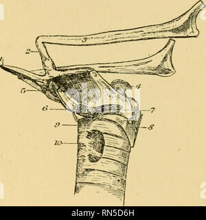 . Die Anatomie des Pferdes: eine Sektion. Pferde, Pferde - - Anatomie. Zerlegung DES KEHLKOPFES. 235. Abb. 30. Kehlkopf. Von der Seite. 1. Glossal Prozess der Hyoid; 2. Kleine Cornu; 3. Große Cornu; 4. Arytenoid Cartilage; 5. - Tliyro Hyoideus; 6. Einfügen von Sterno-Thyroid; 7. Crico - Thyroideus; 8. Crico - arytenoideus Posticus; 9. 1. Ring der Luftröhre; 10. Tliyroid Körper. Die Hyo-epiglottideus Muskel (Abb. 31.) Der Ursprung nimmt die obere Teilfläche des Körpers der Zungenbein; und, nach hinten, in der mittleren Zeile, wird es in der vorderen Fläche der epiglottis am unteren Teil eingefügt. Seine Stockfoto