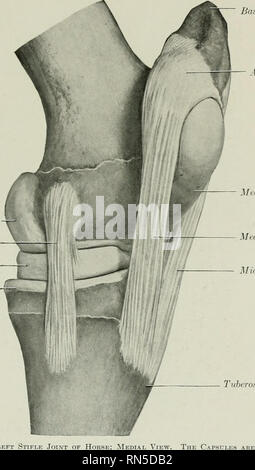 . Die Anatomie der Haustiere. Veterinär Anatomie. Das KNIEGELENK 235 biceps femoris, sondern sie liefert auch die Kuvertierung zu der Tensor fasciae latse mittels der Fascia lata, die Mischungen mit. Der Winkel - schienbeinkopf Gelenk (Articulatio dabei tibialis) wird zwischen tlie Oberschenkelkondylen gebildet, dem]) roximal Ende des Schienbeins, antl tlie zwischengeschaltet Gelenkknorpel menisken oder taschenklappen Knorpel. Gelenkflächen. - Die oberschenkelkondylen sind leicht schräg in Richtung. Der gelenkknorpel Oberfläche der seitlichen ist stärker gekrümmt als Der medial; Letzteres ist Stockfoto