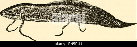 . Biologie der Tiere. Zoologie; Biologie. Klasse Fische 353 375. Körper bilden. - Die Form eines primitiven oder typische Fisch ist, dass einer Spindel, breiteste vor der Mitte. Dies ist auch die Form eines U-Bootes Torpedo und ist, die Formen, die es ermöglicht, einen Körper zu spalten. Abb. 249.-afrikanischen Lungenfisch, Protopterus annectens Owen. X M - {von Packard, "Zoologie", nach Boas, von der Höflichkeit von Henry Holt & Amp; Company.) das Wasser mit der geringsten Verzögerung von Widerstand, Reibung, seitlich oder Sog hinter sich. Die flossen, wie dünn in der Ebene der Bewegung, bieten wenig Störungen. Stockfoto