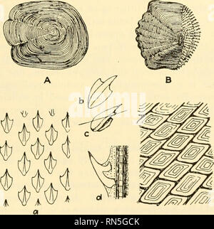 . Biologie der Tiere. Zoologie; Biologie. Abb. 236.-afrikanischen Lungenfisch, Protopterus annectens Owen. X]^. {Von Packard^ "Zoologie", nach Boas, von der Höflichkeit von Henry Holt & Amp; Company.) das Wasser mit der geringsten Verzögerung von Widerstand, Reibung, seitlich oder Sog hinter sich. Die flossen, wie dünn in der Ebene der Bewegung, bieten wenig Störung.. C D Abb. 237.-Schuppen der Fische. A, zykloide Skala von Northern Pike, Esox lucius Linnaeus. X 8. B, ctenoid Skala von gemeinsamen Barsch. Perca flavcscens (Mitchill). X9. C, placoid Skalen der Dornhai, Squalus acanthias Linna Stockfoto