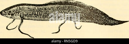 . Biologie der Tiere. Zoologie; Biologie. Klasse Fische 347 373. Körper bilden. - Die Form eines primitiven oder typische Fisch ist, dass einer Spindel, breiteste vor der Mitte. Dies ist auch die Form eines U-Bootes Torpedo und ist, die Formen, die es ermöglicht, einen Körper zu spalten. Abb. 236.-afrikanischen Lungenfisch, Protopterus annectens Owen. X]^. {Von Packard^ "Zoologie", nach Boas, von der Höflichkeit von Henry Holt & Amp; Company.) das Wasser mit der geringsten Verzögerung von Widerstand, Reibung, seitlich oder Sog hinter sich. Die flossen, wie dünn in der Ebene der Bewegung, bieten wenig Störung Stockfoto