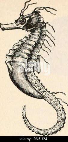 . Biologie der Tiere; Menschliche Biologie. Teile II &Amp; III der erste Kurs in der Biologie. Biologie. . Bitte beachten Sie, dass diese Bilder sind von der gescannten Seite Bilder, die digital für die Lesbarkeit verbessert haben mögen - Färbung und Aussehen dieser Abbildungen können nicht perfekt dem Original ähneln. extrahiert. Bailey, L. H. (Liberty Hyde), 1858-1954. New York, der Macmillan Co. Stockfoto