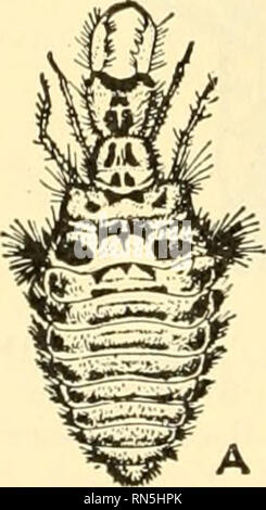 . Biologie der Tiere. Zoologie; Biologie. "; T: ^m%?^ • ICH^^^^^^^Ich^^s^Sva^^ Ich isvy * B Abb. 189.-Ant Lion, Myrmeleon sp. A, Larve, X2. B, Grube, mit verdecktem Larve, X%. C, Erwachsener, leicht vergrößert. {A und C von Kellogg, "amerikanische Insekten, "Von der Höflichkeit von Henry Holt & Amp; Firma; B, Original.) auf Pflanzen und auf einem langen Stiel, die versichert Immunität gegen die Angriffe der Feinde. Der Auftrag umfasst auch die Ant lions, die Larven, die im Boden leben, an der Unterseite von konischen Gruben (Bild verdeckt. 189). Sie ernähren sich von Insekten, die, wenn sie über den Boden fallen in diese Gruben. Stockfoto