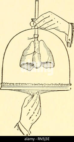 . Biologie der Tiere. Biologie; Zoologie; Physiologie. 164 Biologie der Tiere B. respiratorischer Mechanismus, um die Lungen ihren Teil zur Atmung zu spielen, ist es offensichtlich, dass die Luft in Ihnen müssen regelmäßig erneuert werden, und die rhythmischen Prozess der Ein- und Ausatmung ist das, was man in der Regel bezieht sich auf die Atmung. Den komplexen Mechanismus verwickelt sind, und ihrer Arbeitsweise kann kurz skizziert werden. Die Lungen sind elastische Beutel in einem Luft-dichten Hohlraum, der thorax, die durch die Anhebung der rirs und senken die Membran vergrößert werden kann, einen muskulösen Trennwand zwischen der Brust- und. Bitte Stockfoto