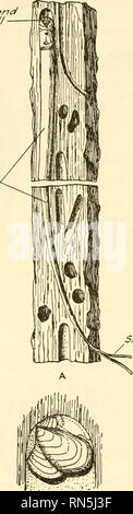 . Biologie der Tiere. Zoologie; Biologie. Muscheln IM ALLGEMEINEN 231 er/sie/AP/rrra///7-f-i/te. 5/phons B Abb. 142.- Schiffsbohrwurm, Teredo navalis Linnaeus. Ein Abschnitt von einem Block Holz zeigen Teile von mehreren leeren Tunneln und einer enthält ein Tier. Das Ganze ist unterteilt, und nur die beiden Enden angezeigt, damit Sie innerhalb der Grenzen der Abbildung zu kommen. {Von Cooke, "Cambridge Natural History", nach Mobius, von der Höflichkeit der Macmillan Company.) Natürliche Größe. B, die Shell, die in der Position am Ende eines Tunnels, laterale Ansicht montiert. {Von Miller, Univ. von Kalifornien Pub in Zool., Bd. 26, durch Stockfoto