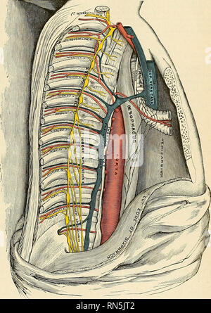 . Anatomie, beschreibende und angewendet werden. Anatomie. Das MEDIASTINUM oder INTERPLEURAL HALLO ACE 1187, die bifurkation der Trachea und der Bronchien, die lungenschlagader divid-ing in seine beiden Filialen und die linken und rechten Lungenvenen, die phrenic Nerven, und einige broneiiial Lymphknoten. Der Posterioren mediastiniun (Abbn. 907 und 912) ist ein irreguhir dreieckigen Raum parallel mit der Wirbelsäule; es ist in jront durch die Peri - begrenzt. Abb. 912.- im hinteren Mediastinum. cardium oben, und von der hinteren Oberfläche der Membrane unten, hinter der ^ ' ertebral Spalte aus der Stockfoto