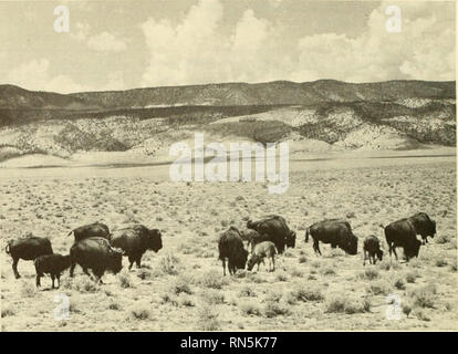 . Tierökologie. Tierökologie. Abb. 25-1 Grünland ani-mals. Im Uhrzeigersinn, Bison, Pronghorn, Coyote, Dachs (mit freundlicher Genehmigung der U.S. Forest ^j. Tiere, die ähnliche Habitate besetzen, obwohl oft recht unabhängigen TAXONOMISCH, ist von besonderem Interesse, und kann am besten in Tabellenform dargestellt werden (Tabelle 25-1). Tier Anpassungen ist es im Grasland auf der ganzen Welt, dass die grossen pflanzenfressenden Huftieren ihre größten Bevölkerungen zu erreichen. Ihre Anpassungen für die Fütterung auf Gräser und die hohe Produktivität der Gräser, die in der Tat durch moderate Beweidung angeregt wird, gibt eine effi ziente Essen Zusammenwirken von hohen Stockfoto