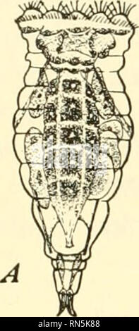 . Biologie der Tiere. Zoologie; Biologie. 190 METAZOAN STÄMME dünne Schalen und parthenogenetically entwickeln. Der Winter Eier haben dicke Schalen und Entwicklung folgt der Befruchtung. Der Winter Eier erfordern ein hohes Maß an Säure im Wasser die Schalen zu erweichen, damit sie schlüpfen können, und wenn dies nicht der Fall ist, sie in der Lage sind, leben seit vielen Jahren und der noch in der Entwicklung, wenn sie unter geeigneten Bedingungen gelegt. Eine markierte Besonderheit bestimmter Rädertierchen ist ihre Kraft, um das Trocknen zu unterziehen und, wenn wieder unter günstigen Bedingungen leben Aktivitäten wieder aufnehmen. Diese Fähigkeit und ihre geringe Größe Stockfoto