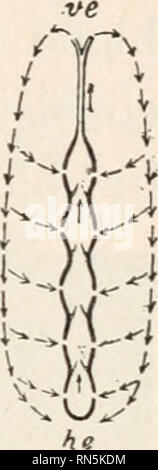 . Biologie der Tiere; Menschliche Biologie. Teile II &Amp; III der erste Kurs in der Biologie. Biologie. Insekten 77. Bitte beachten Sie, dass diese Bilder sind von der gescannten Seite Bilder, die digital für die Lesbarkeit verbessert haben mögen - Färbung und Aussehen dieser Abbildungen können nicht perfekt dem Original ähneln. extrahiert. Bailey, L. H. (Liberty Hyde), 1858-1954. New York, der Macmillan Co. Stockfoto