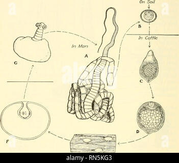 . Biologie der Tiere. Zoologie; Biologie. 176 METAZOAN STÄMME 203. Lebensgeschichte von einem Bandwurm. - Die Lebensgeschichte von einem Finnen (Abb. 87) auch zwei Hosts, die letzte Host immer mit dem Parasiten durch das Essen der intermediate Host infiziert. Eine typische Lebensdauer Geschichte ist, dass das Rindfleisch Bandwurm, Taenia saginata (goeze), den Erwachsenen, von denen im menschlichen Darm gefunden wird, und die durch die folgenden Schritte in ihrer Lebensgeschichte:. Abb. 87. - die Lebensgeschichte von Taenia saginata. Eine, die Erwachsenen Bandwurm (reduziert), vom Darm des Menschen. B, das Ei (stark vergrößert), mit sechs - Stockfoto