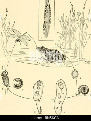 . Biologie der Tiere. Zoologie; Biologie. Parasitismus 175 Ein Beispiel für eine andere trematode Life Cycle ist in Abb. 1 gezeigt. 86. In diesem Fall die Erwachsenen Fluke lebt nur in der Lunge eines Frosches und im Laufe des Lebenszyklus von zwei unterschiedlichen Intermediate Hosts benötigt werden. 1 1. 1 Joh?; fr!:^t^^'' J^^'l*u''^°^^^^^^ T^trematode, Haematoloechus medioplexus, der Frosch. 1. Erwachsener trematode aus der Lunge der Frog, Rana Pipiens. {Von W. W Cort 1915) ich Ei contaming Miracidium. Geht vom Frosch im Kot; nicht Klappe, bis; aten durch 3 Planorhula armigera, eine Schnecke. Die Eier schlüpfen in dieser Schnecke und sporocy Stockfoto