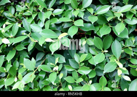 Banyan Tree oder Ficus Annulata oder Ficus bengalensis Stockfoto