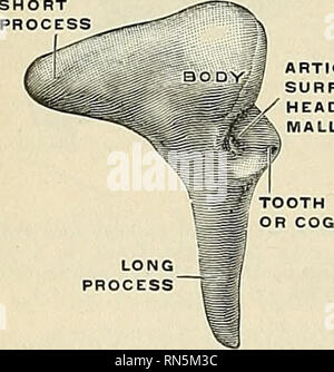 . Anatomie, beschreibende und angewendet werden. Anatomie. Einfügen von TENSOR TYMPANI MUSC INSERTION Ol EXTERNE LIGAMENT DER HAMMER PROZESS Abb. 850.- gesehen Fr&lt; vor. Abb. Sol.-von hinten gesehen. (Spalteliolz.) Feigen. 850 und 851. - Der richtige Hammer (vergrößert). Der processus Brevis (Processus lateralis) ist eine leicht konische Projektion, die Federn von der Wurzel des Brustbeins; es wird nach außen geleitet und ist in den oberen Teil des Trommelfell von Knorpel und an den Rand der Aussparung des Rivinus durch die beiden tympanomalleolar Falten angebracht. Der Amboss (Abbn. 852 und 853) hat seine Nam empfangen Stockfoto