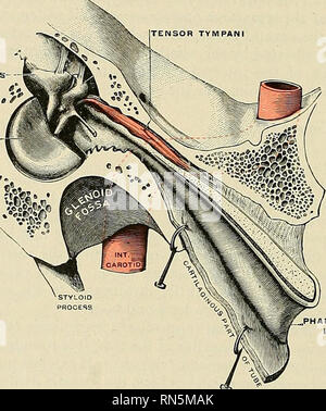 . Anatomie, beschreibende und angewendet werden. Anatomie. 1128 DIE ORGANE DER BESONDEREN SINN tuhae aiiditivae), der Spitze, das an den Rand der Inneren Extremität der knöchernen Kanal angebracht, während die unmittelbar unter der Schleimhaut des Nasen-Rachen-Raumes, wo es eine Erhöhung oder Kissen über und hinter der pharyngealen Öffnung der Röhre liegt. Die obere Kante der Knorpel ist gewellt auf sich selbst, gebogen nach Außen, so wie im Querschnitt um die Darstellung eines Hakens (Lamina lateralis); eine Nut oder Furche ist damit produziert, das sich unten und außen und dieser Teil des t Stockfoto