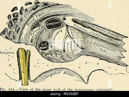 . Anatomie, beschreibende und angewendet werden. Anatomie. Das MITTELOHR, Trommel, oder TYMPANON 1125 die Vena jugularis Fossa; der A. carotis Kanal liegend vor, das Mastoid Zellen hinter der äußeren Gehörgang äußerlich, und das Labyrinth intern. Es ist gesäumt mit Schleimhaut, wird mit Luft gefüllt, und kommuniziert^? Ith das Mastoid Zellen, durch das Mastoid antrum, und mit den Nasenrachen durch die Eustachische Röhre. Das tympanon wird durch eine Kette von beweglichen Knochen, die die Membrana tympani mit dem Labyrinth an Verfahren, die dazu dienen, das Vibrationen übermittelte der Membrana tympani über die zu vermitteln Stockfoto