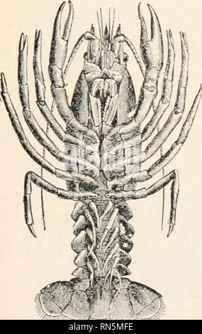 . Biologie der Tiere; Menschliche Biologie. Teile II &Amp; III der erste Kurs in der Biologie. Biologie. Krebstiere 55. Bitte beachten Sie, dass diese Bilder sind von der gescannten Seite Bilder, die digital für die Lesbarkeit verbessert haben mögen - Färbung und Aussehen dieser Abbildungen können nicht perfekt dem Original ähneln. extrahiert. Bailey, L. H. (Liberty Hyde), 1858-1954. New York, der Macmillan Co. Stockfoto