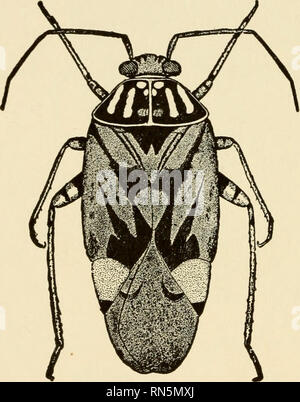 . Tierische Gemeinschaften in gemäßigten Amerika: Wie in der Region Chicago, Ill.; eine Studie in der Ökologie. Tierökologie; Zoologie -- Illinois Chicago. 266 DICKICHT GEMEINSCHAFTEN locust {Melanoplus entialis unterscheiden), ein gelegentlicher red-legged Heuschrecke, und die gestreiften Strauch Cricket, kurze braune geflügelte Locust (Stenobothrus cur-tipennis), die kurze - winged Wiese Grasshopper (Xiphidium brevipenne), und die Texas katydid (Scudderia Texensis) (40, S. 330, 390). Die Kanne - Wespe (Eumenes fratemus) (40, S. 207) macht seinen Krug - wie Nest auf der krautigen Pflanzen. Die soziale Wespen (feldwespe) ist ein Freq Stockfoto