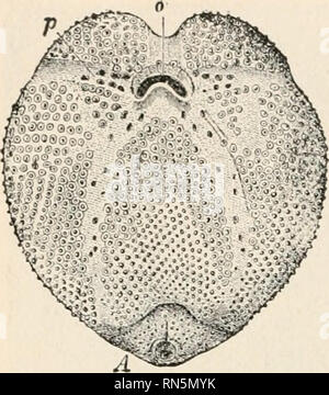 . Biologie der Tiere; Menschliche Biologie. Teile II &Amp; III der erste Kurs in der Biologie. Biologie. Biologie der Tiere. Die größte Art der Seeigel sind fast so groß wie ein Kind im Kopf, aber solche Größe ist ungewöhnlich. Die Stacheln sind auf Knöpfe angebracht, und die gemeinsame ähnelt einem Kugelgelenk, und ermöglicht eine breite Palette von Bewegung. Einige Seeigel auf sandigen Ufern leben, andere Arten leben auf den Felsen. Das Sand Dollar sind heller gefärbt. (Warum?) Sie werden Usu-Ally flacheren und leichteren, dünneren Wänden als die anderen Arten. Die fünf - durchlöcherte sand Kuchen oder Sand Dollar hat sein Gewicht noch weiter dimini Stockfoto