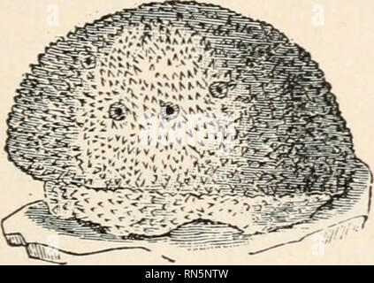 . Biologie der Tiere; Menschliche Biologie. Teile II &Amp; III der erste Kurs in der Biologie. Biologie. . Bitte beachten Sie, dass diese Bilder sind von der gescannten Seite Bilder, die digital für die Lesbarkeit verbessert haben mögen - Färbung und Aussehen dieser Abbildungen können nicht perfekt dem Original ähneln. extrahiert. Bailey, L. H. (Liberty Hyde), 1858-1954. New York, der Macmillan Co. Stockfoto