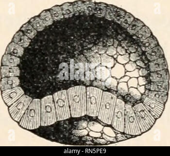 . Biologie der Tiere; Menschliche Biologie. Teile II &Amp; III der erste Kurs in der Biologie. Biologie. . Bitte beachten Sie, dass diese Bilder sind von der gescannten Seite Bilder, die digital für die Lesbarkeit verbessert haben mögen - Färbung und Aussehen dieser Abbildungen können nicht perfekt dem Original ähneln. extrahiert. Bailey, L. H. (Liberty Hyde), 1858-1954. New York, der Macmillan Co. Stockfoto