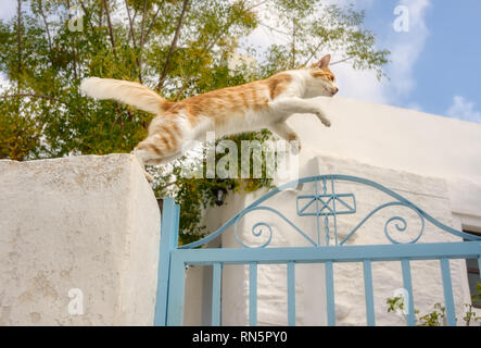 Lustig rot weiß tabby Cat über einen blauen Garten Tor in einem griechischen Dorf springen, einem niedrigen Winkel Seitenansicht, Ägäische Inseln, Kykladen, Griechenland Stockfoto