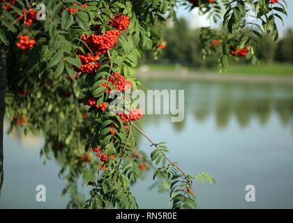 Ebereschenbeere mit Blätter auf Himmelshintergrund Stockfoto