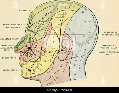 . Anatomie, beschreibende und angewendet werden. Anatomie. Der fünfte, TRIGEMINUSNEURALGIE, oder TRIFACIAL NERV 991 supraorbital Foramen; die des zweiten durch den Infra-orbital-foramen; und das dritte throujjh die geistige Foramen. Die supraorbital foramen liegt an der Kreuzung der inneren und mittleren Drittel des supraorbital Arch. Wenn Sie eine gerade Linie von diesem Punkt an der unteren Grenze des mandibfe gezeichnet wird, so dass es wird zwischen den beiden Bicuspid Zähne des Unterkiefers, wird es über den Infra-orbital-und geistige Steingrab Pass, der etwa einen Zentimeter (4/5 Zoll) unterhalb liegt Stockfoto